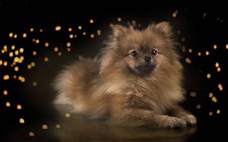pomeranian dog in front of black backgroundの写真素材