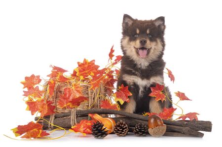 puppy Finnish Lapphund in front of white backgroundの写真素材