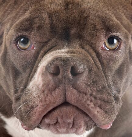 american bully in front of white backgroundの写真素材