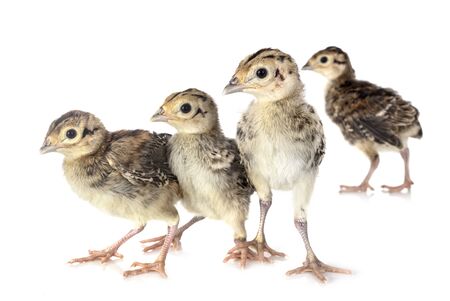 young pheasant in front of white backgroundの写真素材
