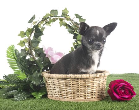 little chihuahua in front of white backgroundの写真素材