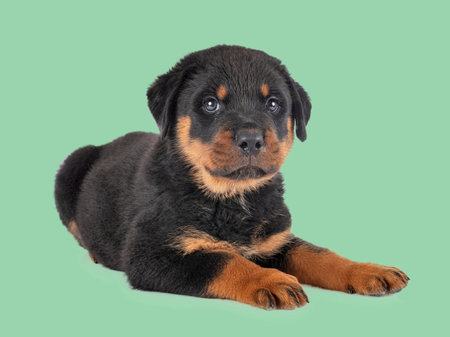 puppy rottweiler in front of green backgroundの写真素材