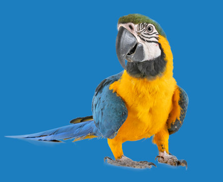 ara ararauna in front of blue background
