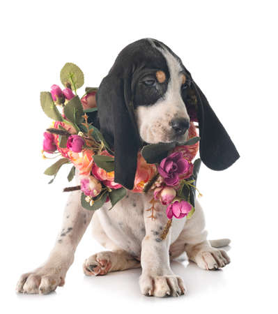 Bernese puppy Schweizer Laufhund in front of white backgroundの写真素材