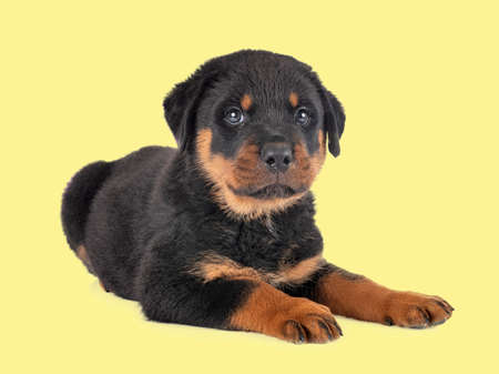 puppy rottweiler in front of yellow backgroundの写真素材