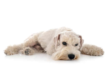 miniature schnauzer in front of white backgroundの写真素材