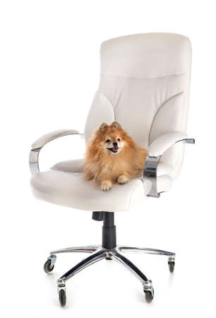 little dogs on chair in front of white backgroundの写真素材