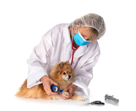 young pomeranian and vet in front of white backgroundの写真素材