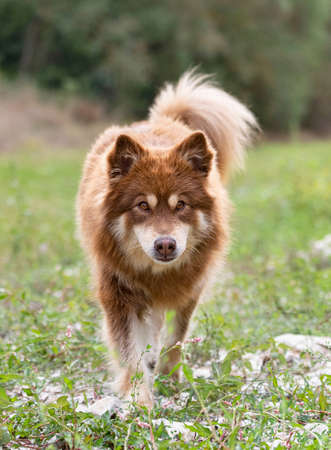 brown Finnish Lapphund walking in the natureの写真素材