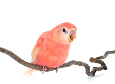 Bourke parrot in front of white backgroundの写真素材