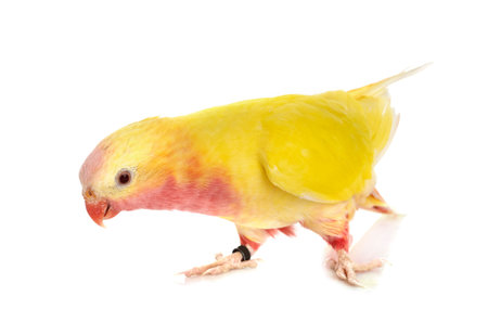 Princess parrot in front of white background