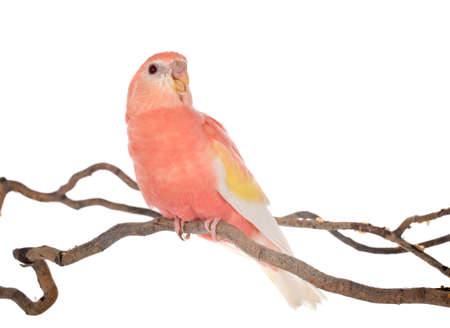 Bourke parrot in front of white backgroundの写真素材