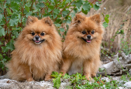 young pomeranians, picture in the nature, in autumn
