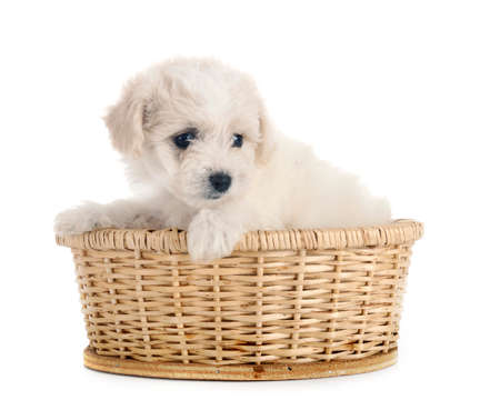 young Bichon Frize in front of white backgroundの写真素材