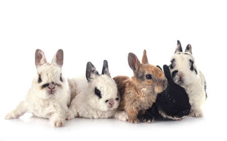 Rex rabbits in front of white backgroundの写真素材