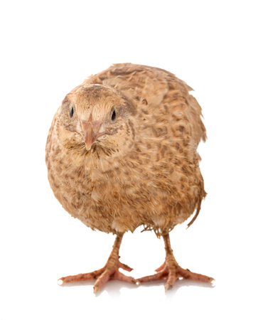 japanese quail in front of white backgroundの写真素材