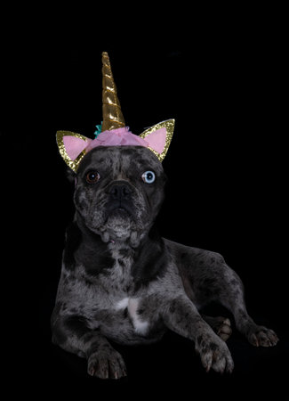 french bulldog in front of black backgroundの写真素材