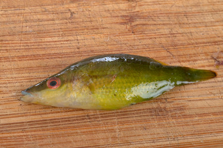 Pointed-snout wrasse in front of wood board