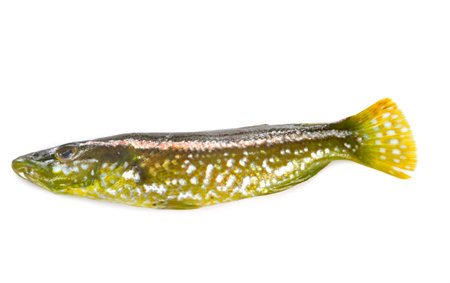 labrus viridis in front of white backgroundの写真素材