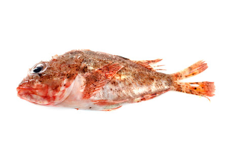Small red scorpionfish in front of white background