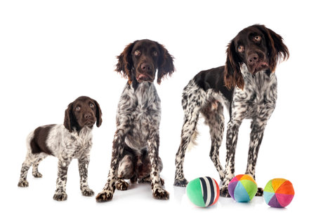 Small Munsterlanders in front of white backgroundの写真素材