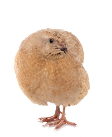 Japanese quail in front of white backgroundの写真素材