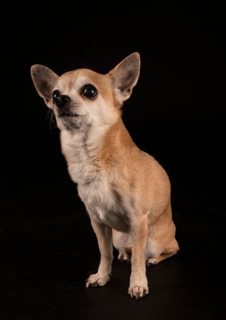 little chihuahua in front of black backgroundの写真素材