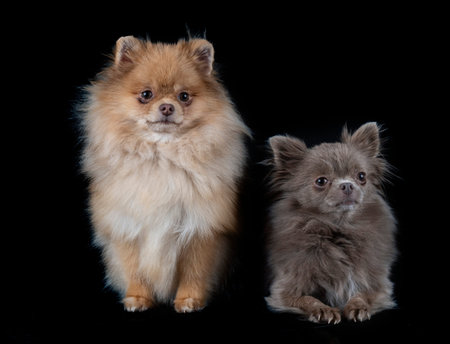 little chihuahua and spitz in front of white background