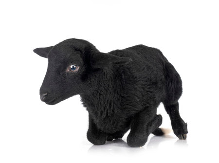 young lamb in front of white backgroundの写真素材