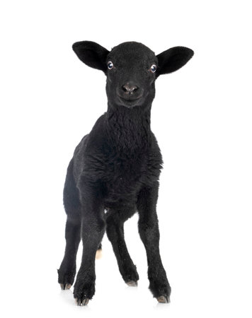 young lamb in front of white backgroundの写真素材