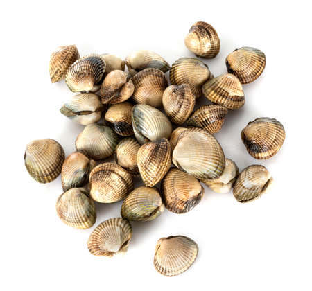 fresh cockles in front of white backgroundの写真素材