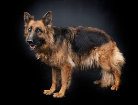 german shepherd in front of black backgroundの写真素材