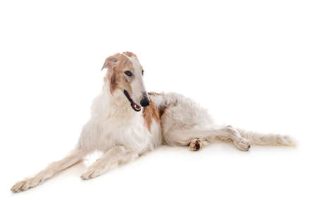 young borzoi in front of white backgroundの写真素材
