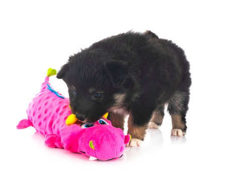Finnish Lapphund puppy in front of white background