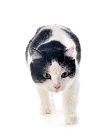 feral cat in front of white backgroundの写真素材