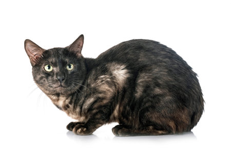 bengal cat in front of white background