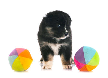 Finnish Lapphund puppy in front of white backgroundの写真素材