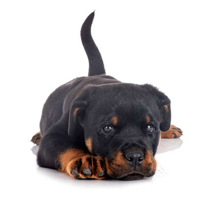puppy rottweiler in front of white backgroundの写真素材