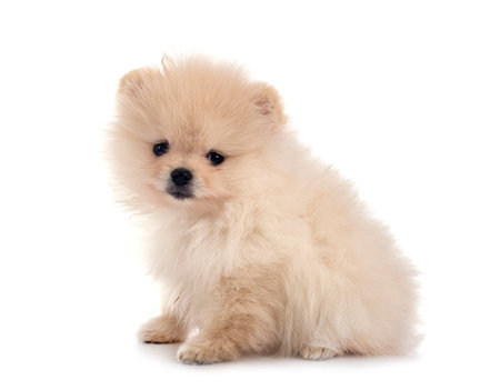 young pomeranian in front of white backgroundの写真素材