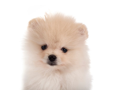 young pomeranian in front of white backgroundの写真素材