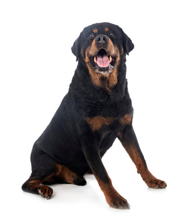 purebred rottweiler in front of white backgroundの写真素材