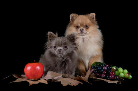 little chihuahua and spitz in front of white backgroundの写真素材
