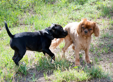 puppy staffordshire bull terrier and cavalier king charles free in a garden