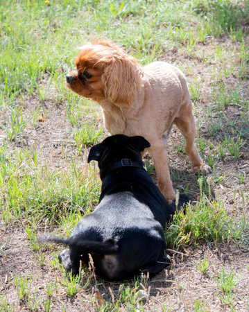 puppy staffordshire bull terrier and cavalier king charles free in a garden