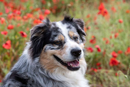australian shepherd resting in a field of poppiesの写真素材