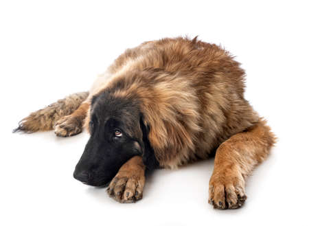 young Leonberger in front of white backgroundの写真素材