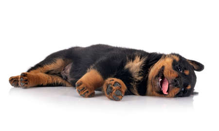 puppy rottweiler in front of white backgroundの写真素材