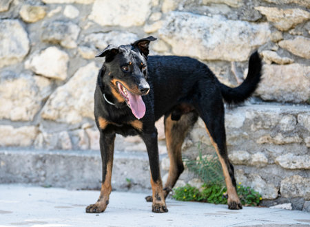 french shepeherd near swimming pool in summerの写真素材