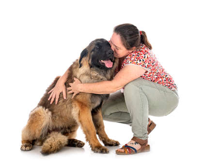 young Leonberger and woman in front of white backgroundの写真素材