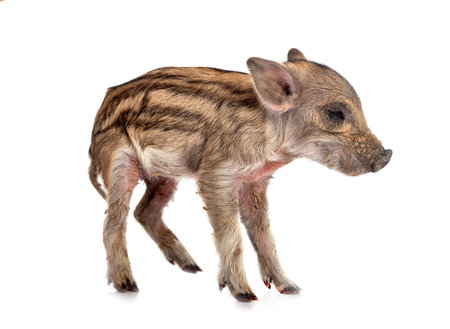 Miniature pig in front of white background
